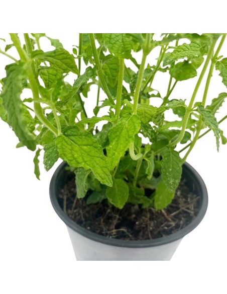 Menta Fragola vaso 14 cm: ideale per cocktail e dolci