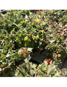 Portulaca in Vaso 14 cm: Cascata di Fiori e Colori Estivi 2