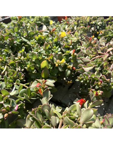 Portulaca in Vaso 14 cm: Cascata di Fiori e Colori Estivi