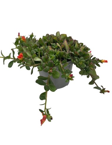 Portulaca in Vaso 14 cm: Cascata di Fiori e Colori Estivi
