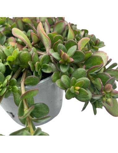 Portulaca in Vaso 14 cm: Cascata di Fiori e Colori Estivi