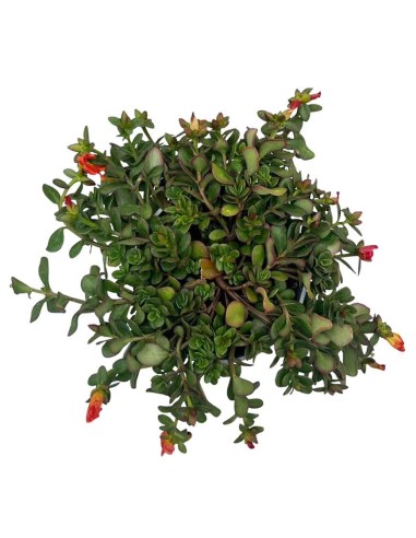 Portulaca in Vaso 14 cm: Cascata di Fiori e Colori Estivi