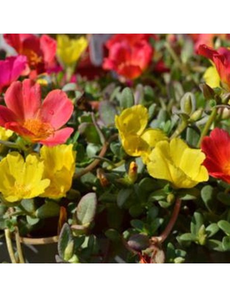Portulaca in Vaso 14 cm: Cascata di Fiori e Colori Estivi
