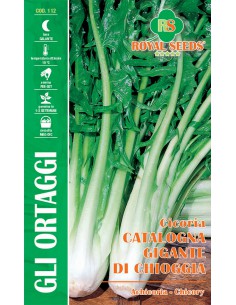 SEMI CICORIA CATALOGNA GIGANTE DI CHIOGGIA