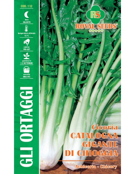 CICORIA CAT. GIGANTE DI CHIOGGIA MAXI