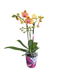 ORCHIDEA BOLGHERI FRANGRANCE V 12 ORANGE
