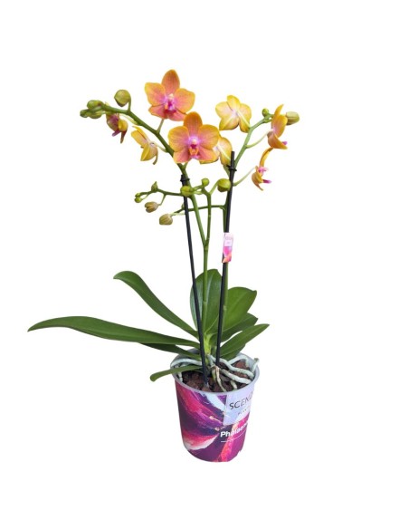 ORCHIDEA BOLGHERI FRANGRANCE V 12 ORANGE