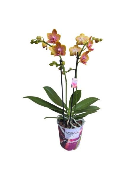 ORCHIDEA BOLGHERI FRANGRANCE V 12 ORANGE