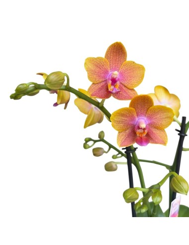 ORCHIDEA BOLGHERI FRANGRANCE V 12 ORANGE