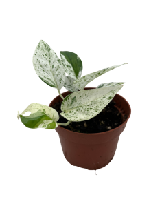 Epipremnum Pinnatum Marble: Raro Variegato da Collezione