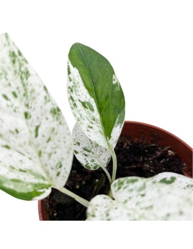 Epipremnum Pinnatum Marble: Raro Variegato da Collezione