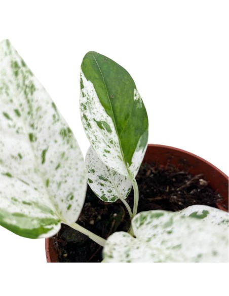 Epipremnum Pinnatum Marble: Raro Variegato da Collezione