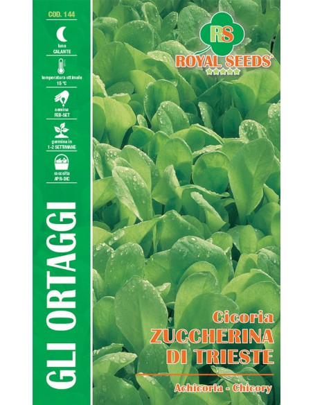 SEMI DI CICORIA ZUCCHERINA "DI TRIESTE" GUSTOSA