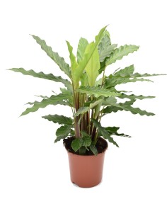 Calathea Rufibarba Miroscha: Pianta di Velluto da Interno