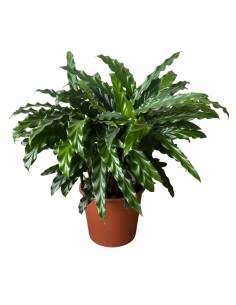 Calathea Rufibarba Miroscha: Pianta di Velluto da Interno 2