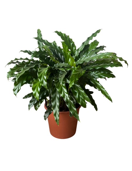 Calathea Rufibarba Miroscha: Pianta di Velluto da Interno