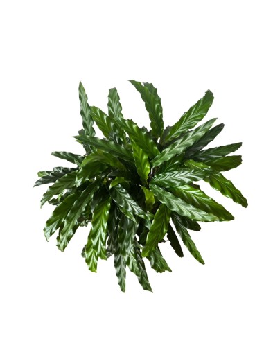 Calathea Rufibarba Miroscha: Pianta di Velluto da Interno