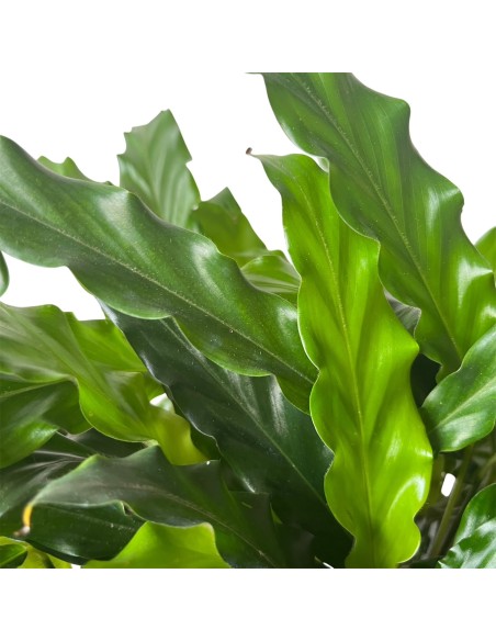 Calathea Rufibarba Miroscha: Pianta di Velluto da Interno