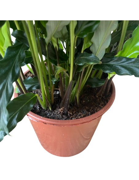 Calathea Rufibarba Miroscha: Pianta di Velluto da Interno