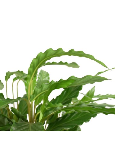 Calathea Rufibarba Miroscha: Pianta di Velluto da Interno