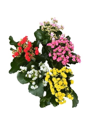Pianta Kalanchoe fiorita: colori vivaci e cura facilissima