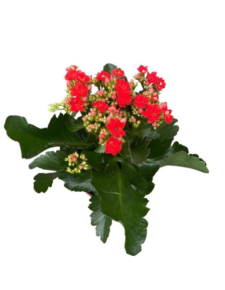 Pianta Kalanchoe fiorita: colori vivaci e cura facilissima