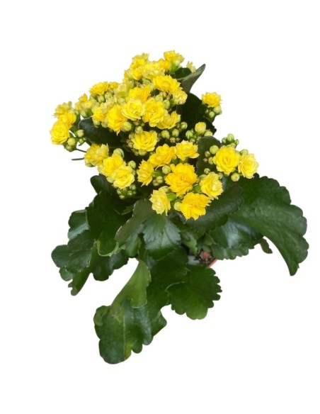 Pianta Kalanchoe fiorita: colori vivaci e cura facilissima
