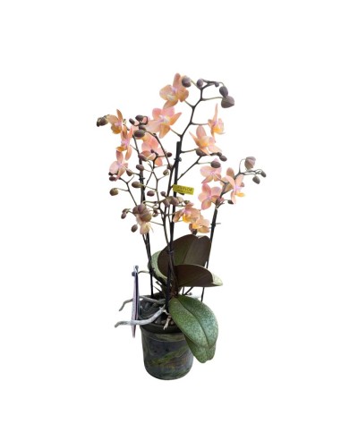 Orchidea Salmon: Profumata dalle Rare Foglie Maculate