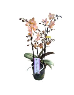 Orchidea Salmon: Profumata dalle Rare Foglie Maculate