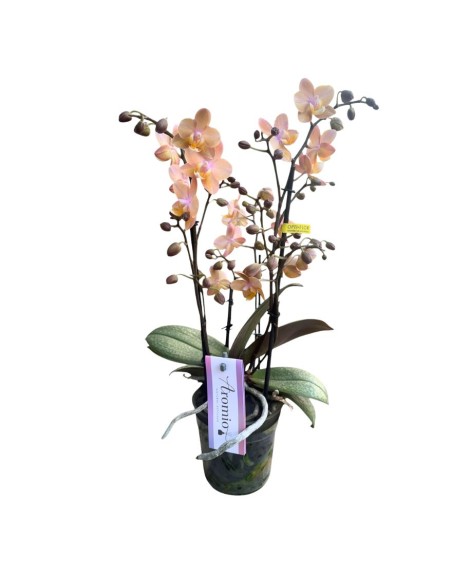 Orchidea Salmon: Profumata dalle Rare Foglie Maculate