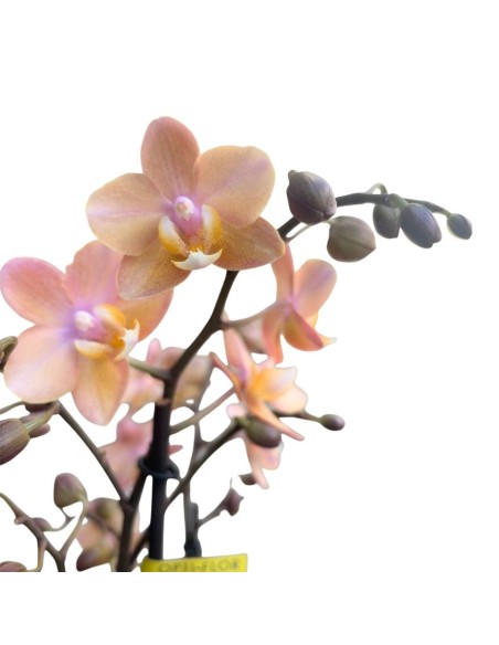 Orchidea Salmon: Profumata dalle Rare Foglie Maculate