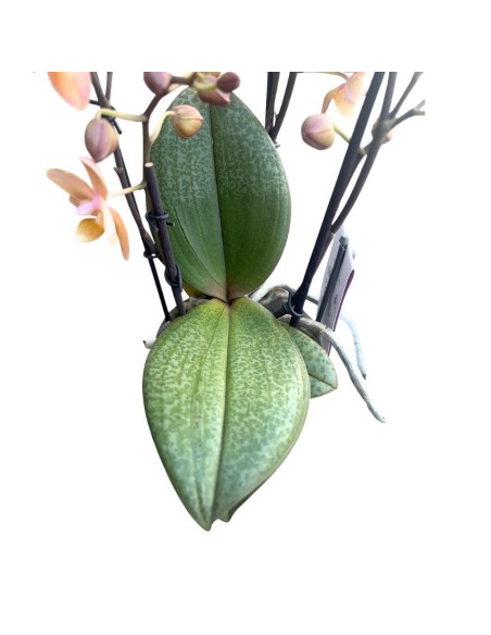Orchidea Salmon: Profumata dalle Rare Foglie Maculate