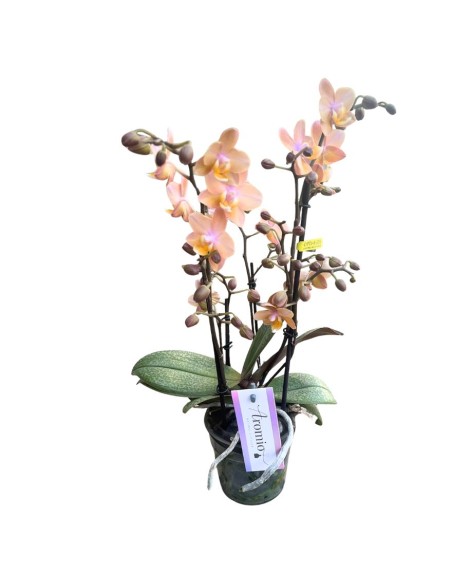 Orchidea Salmon: Profumata dalle Rare Foglie Maculate