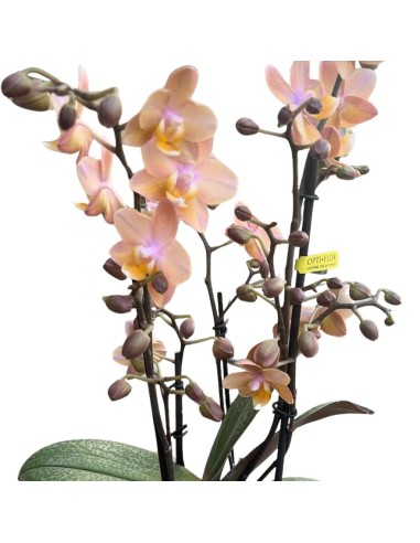 Orchidea Salmon: Profumata dalle Rare Foglie Maculate