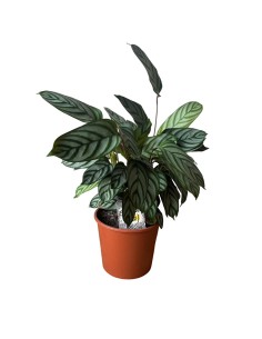 CALATHEA SETOSA (CTENANTHE) Pianta da interno tropicale 2