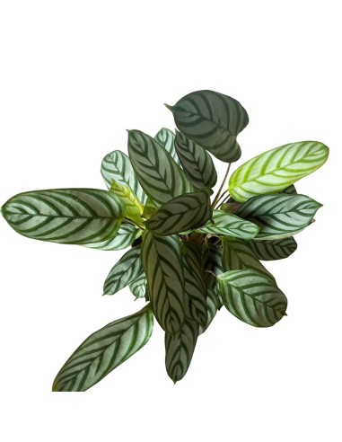 CALATHEA SETOSA (CTENANTHE) Pianta da interno tropicale