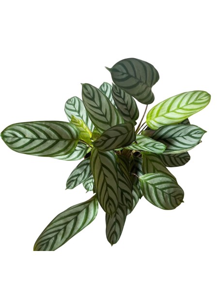 CALATHEA SETOSA (CTENANTHE) Pianta da interno tropicale