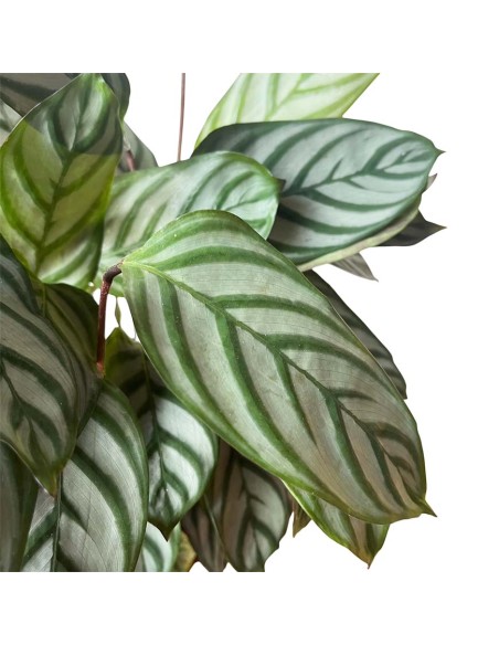 CALATHEA SETOSA (CTENANTHE) Pianta da interno tropicale