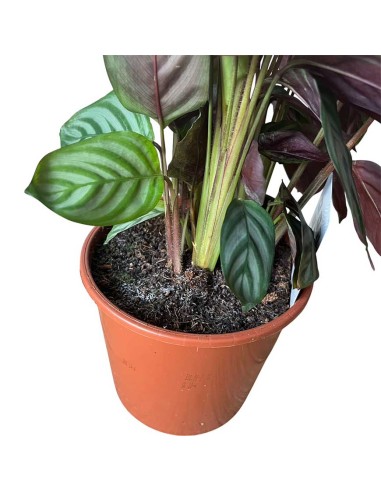 CALATHEA SETOSA (CTENANTHE) Pianta da interno tropicale