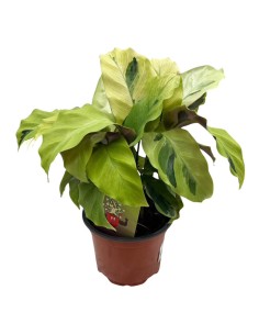 Calathea Fusion Yellow: Foglie Variegate Giallo e Verde