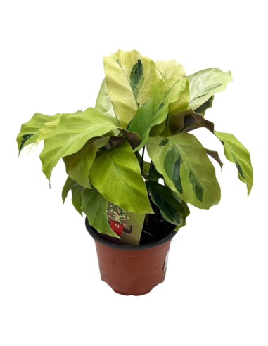 Calathea Fusion Yellow: Foglie Variegate Giallo e Verde