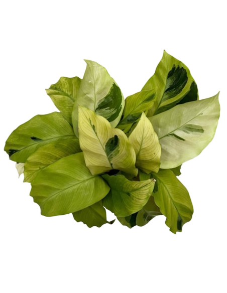 Calathea Fusion Yellow: Foglie Variegate Giallo e Verde