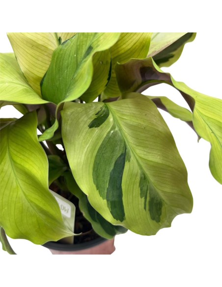 Calathea Fusion Yellow: Foglie Variegate Giallo e Verde