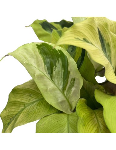 Calathea Fusion Yellow: Foglie Variegate Giallo e Verde