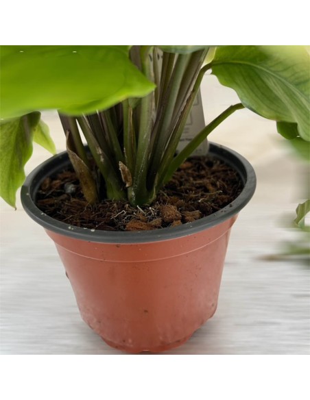 Calathea Fusion Yellow: Foglie Variegate Giallo e Verde