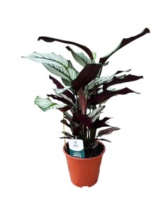 Calathea Majestica: Foglie Variegate Bianco, Verde e Rosa