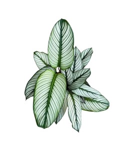 Calathea Majestica: Foglie Variegate Bianco, Verde e Rosa 2