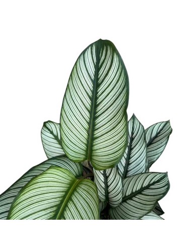 Calathea Majestica: Foglie Variegate Bianco, Verde e Rosa