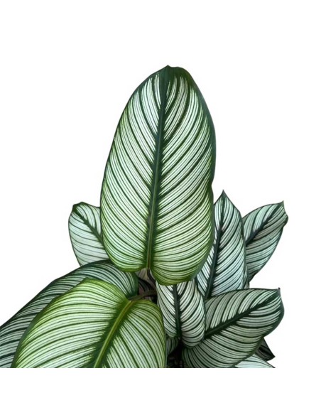 Calathea Majestica: Foglie Variegate Bianco, Verde e Rosa