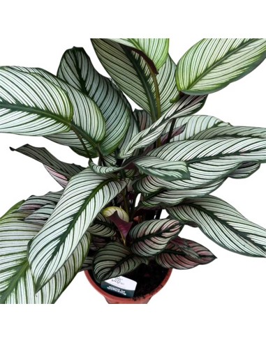 Calathea Majestica: Foglie Variegate Bianco, Verde e Rosa